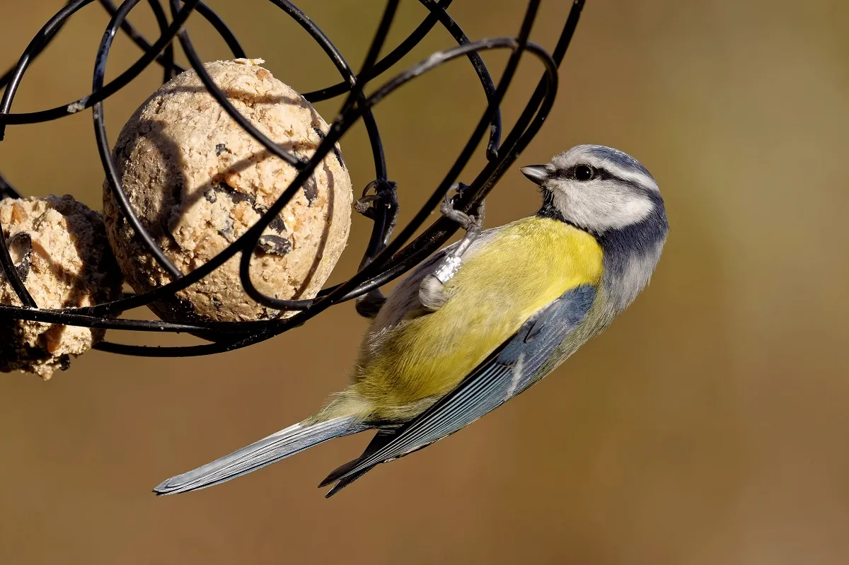 Vogel an Meisenkn&ouml;del