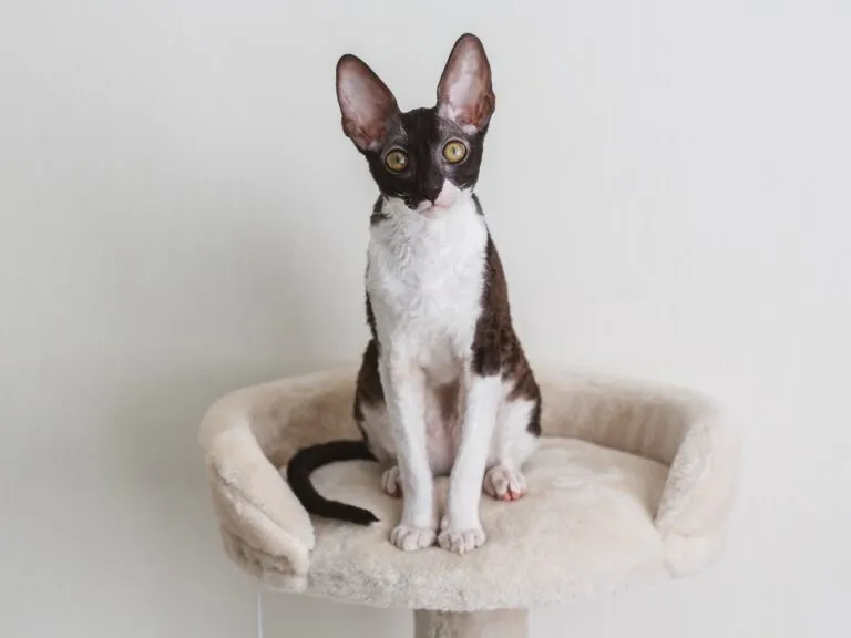 Cornish Rex Katze