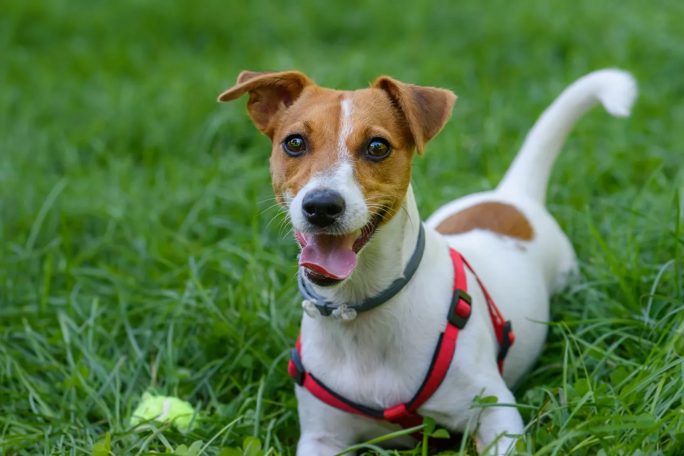 Jack Russell Terrier gl&uuml;cklich im Gras