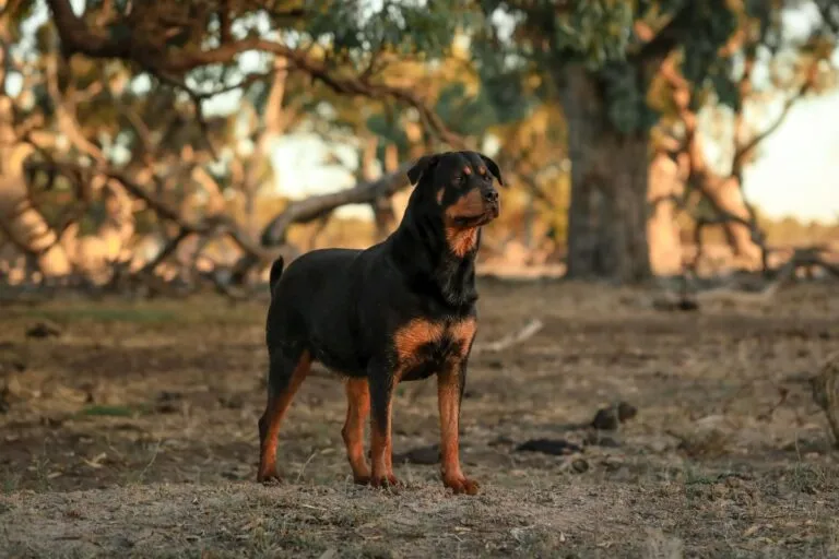 Rottweiler