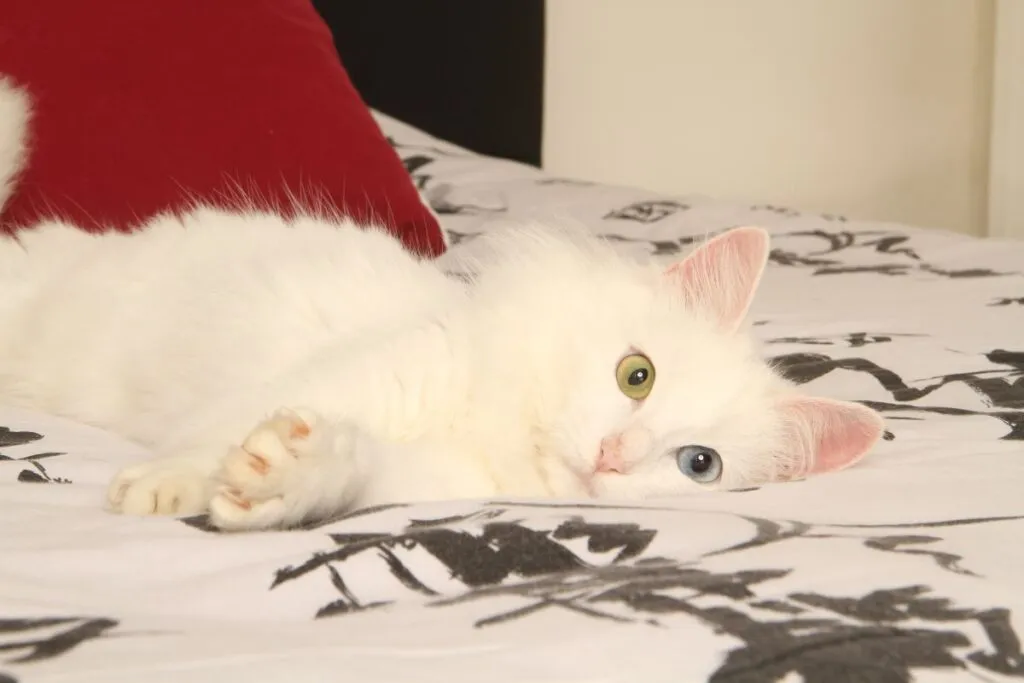 T&uuml;rkisch Angora verschmust