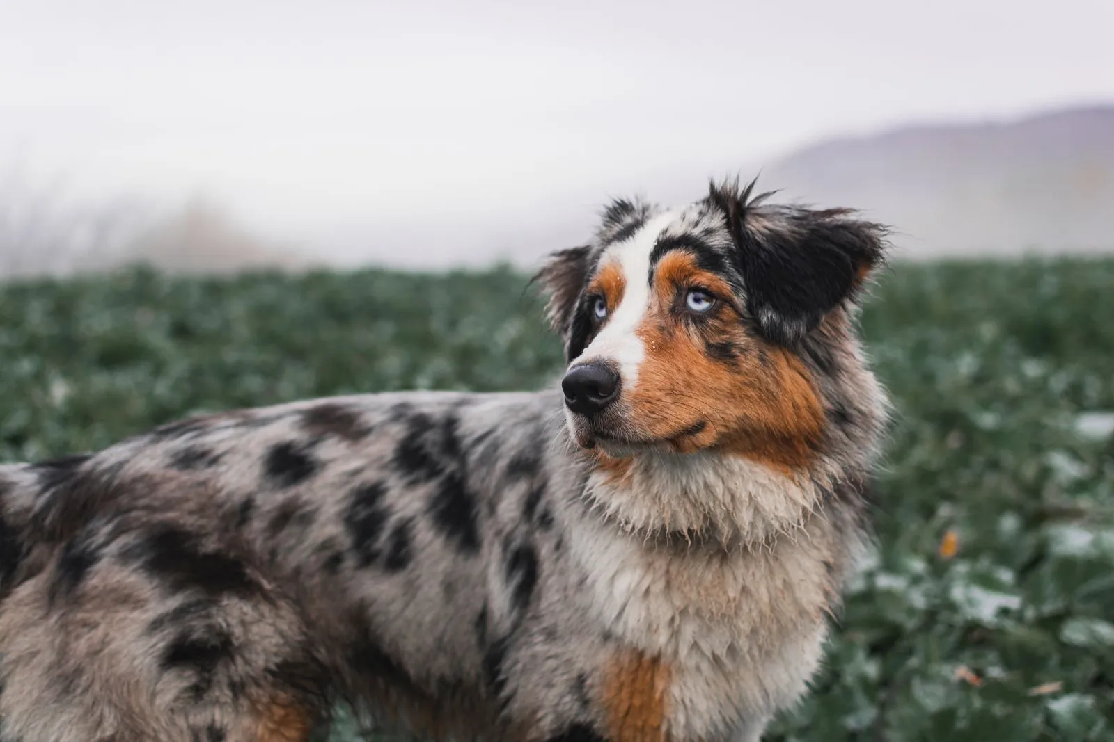 australian shepherd hund drau&szlig;en im herbst