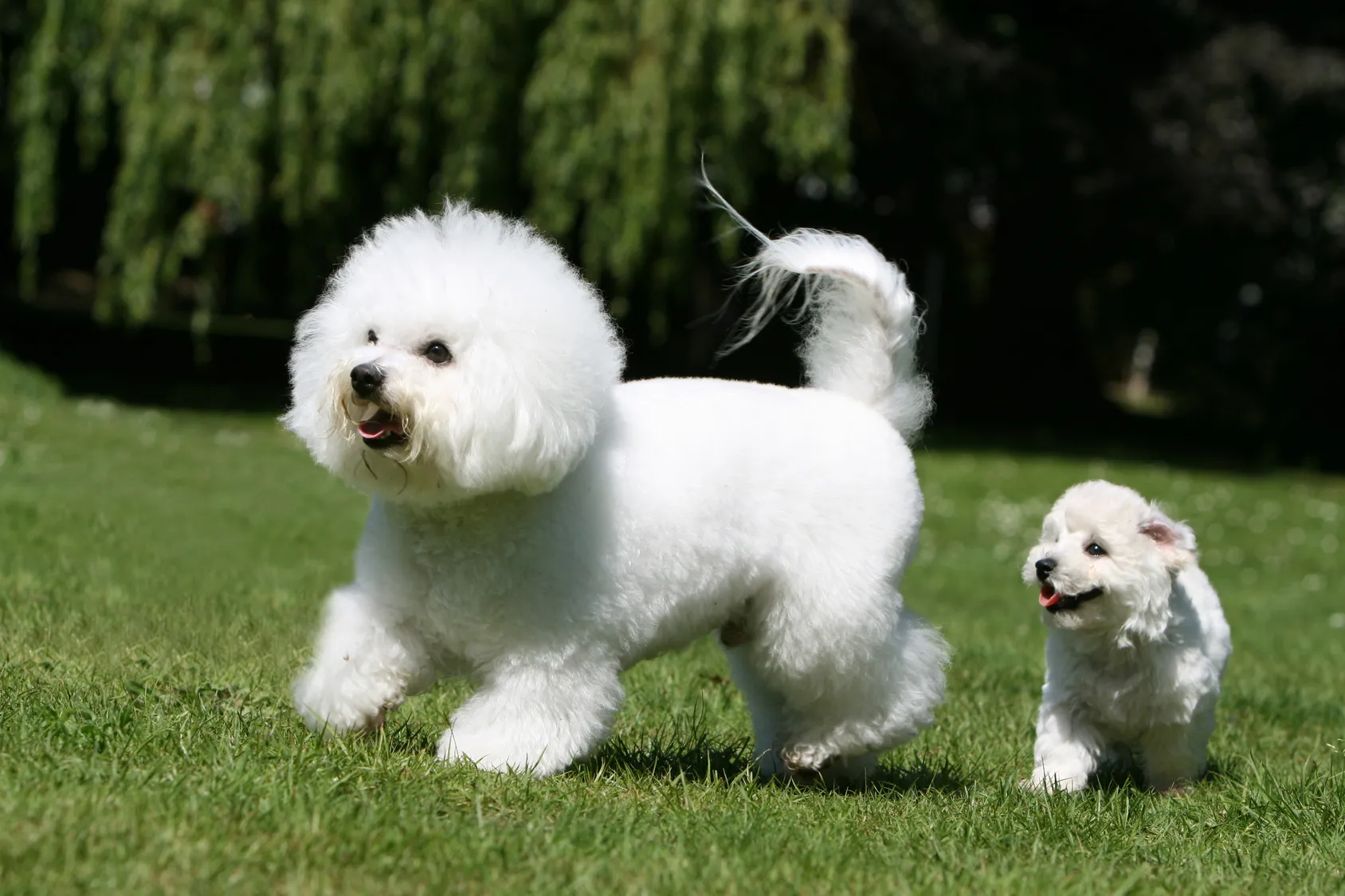 bichon fris&eacute; mutter mit welpe