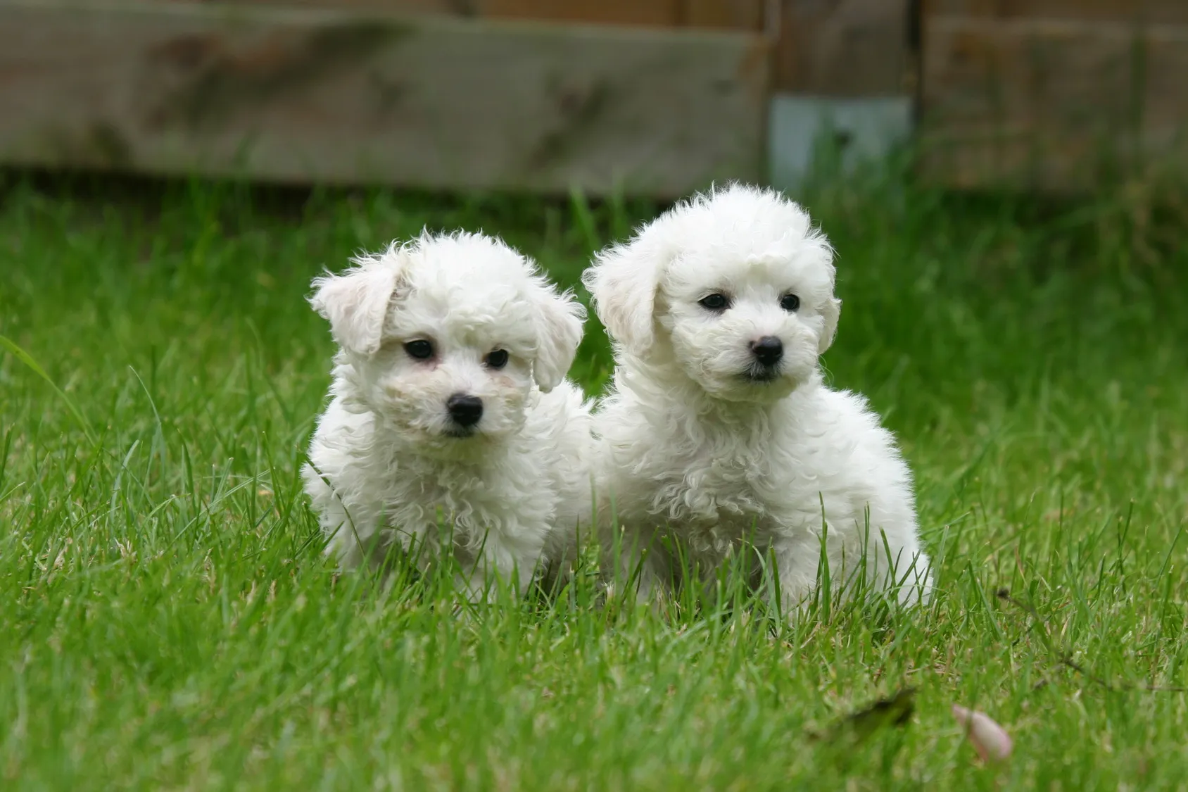 bichon fris&eacute; welpen