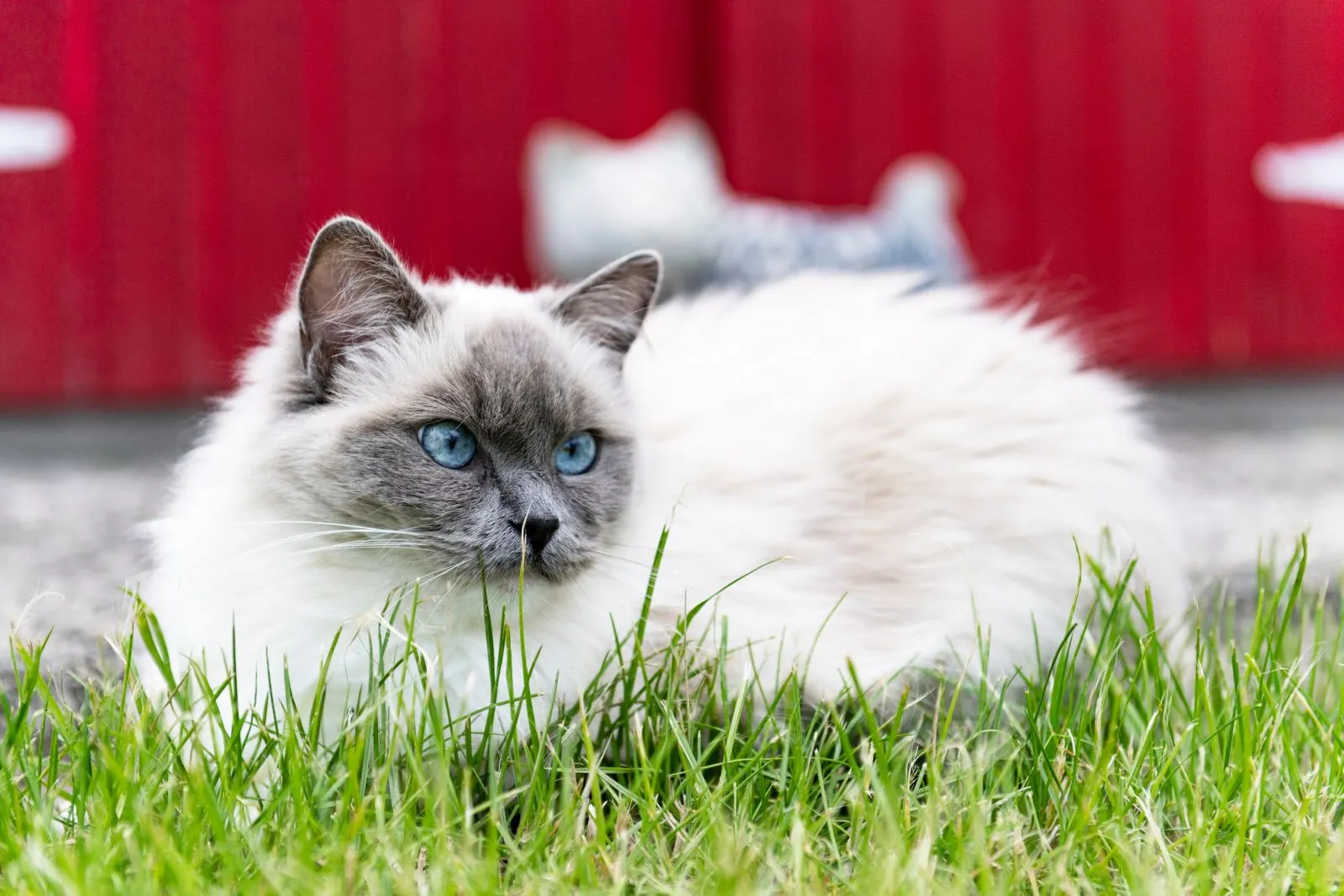 ragdoll katze im garten