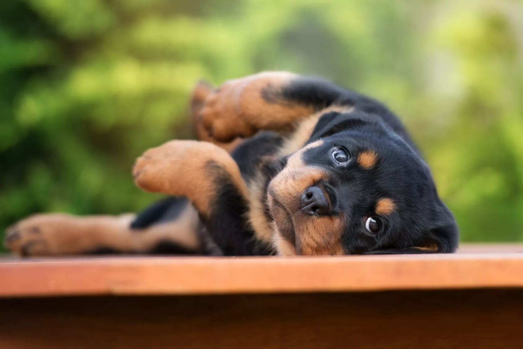 Rottweiler Welpe Farbe