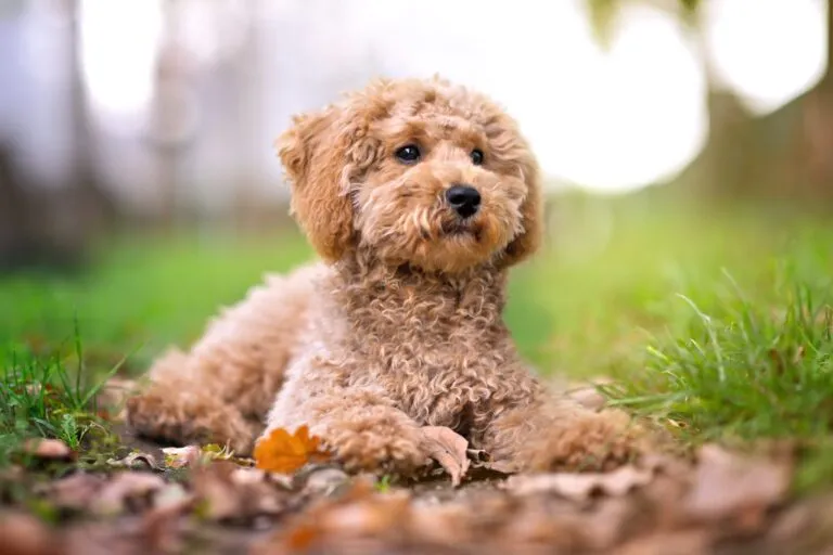 liegender zwergpudel hund