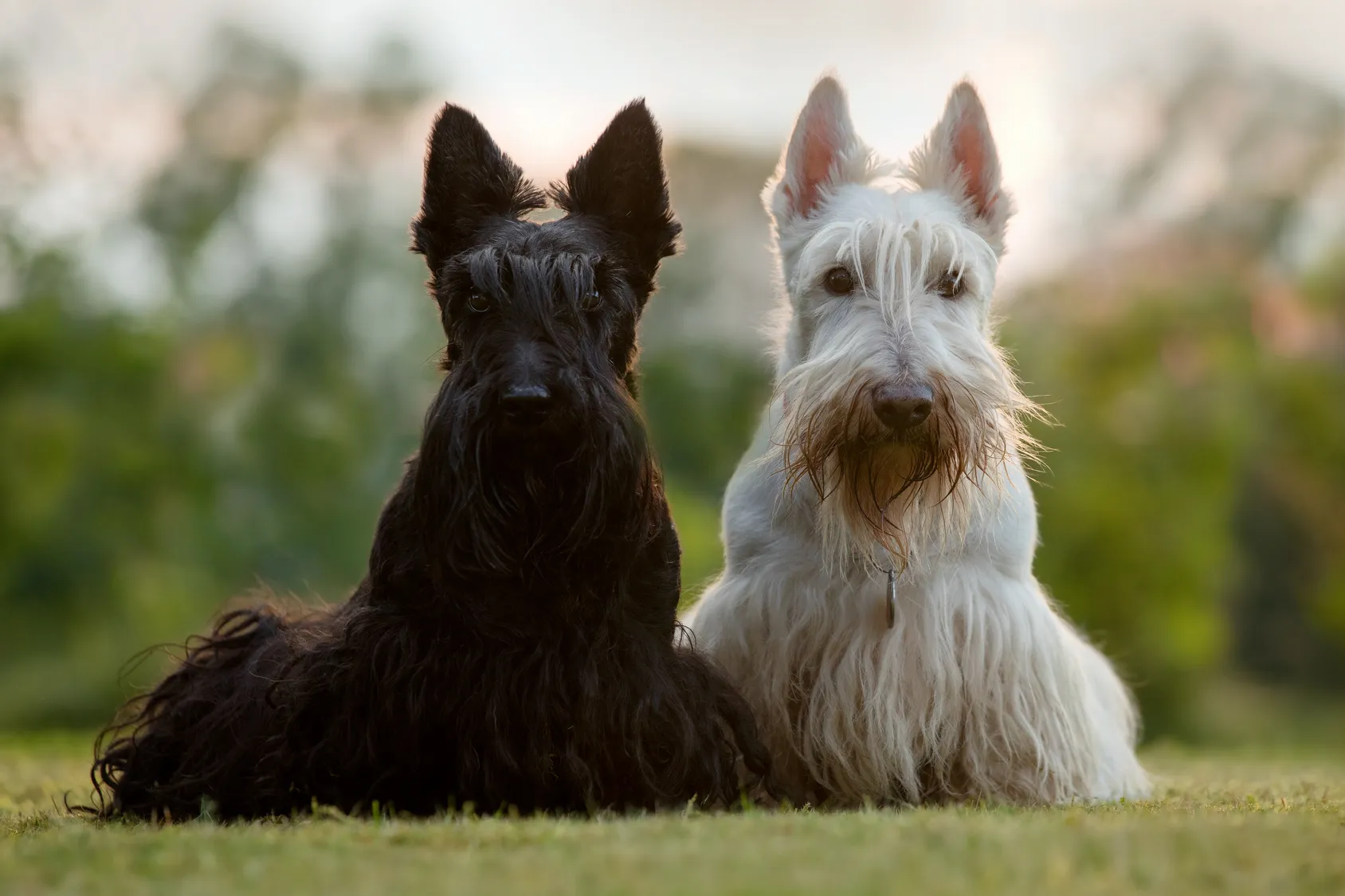 schwarz und wei&szlig; scottish terrier