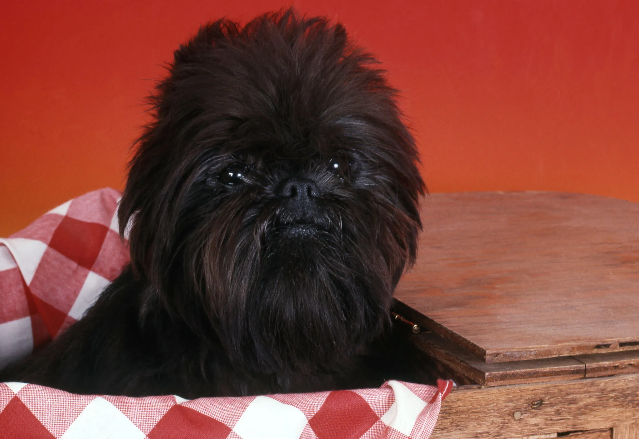 affenpinscher welpe