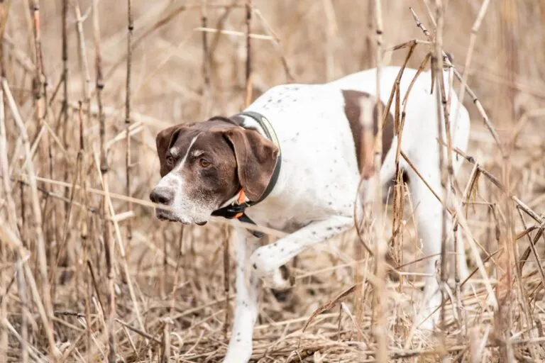 English Pointer