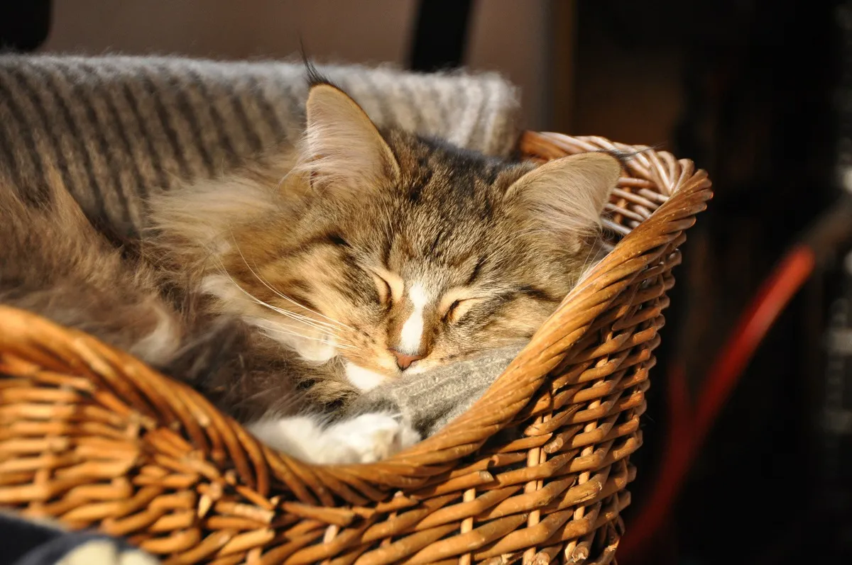 schlafende Katze in K&ouml;rbchen