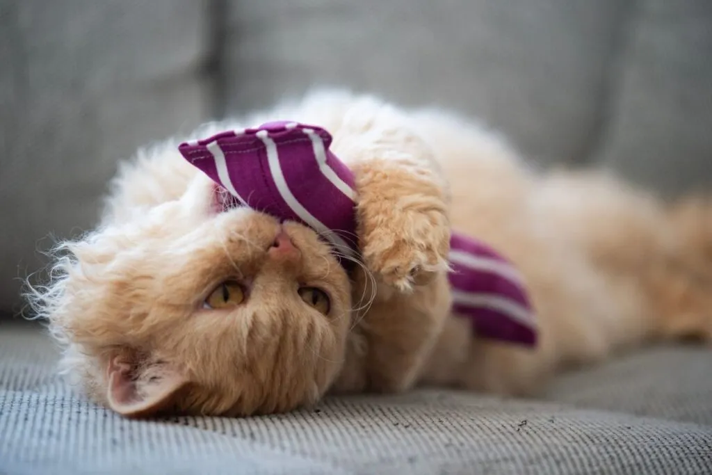 Selkirk Rex Charakter