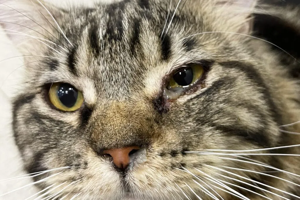 Katze mit Bindehautentz&uuml;ndung und tr&auml;nendem Auge