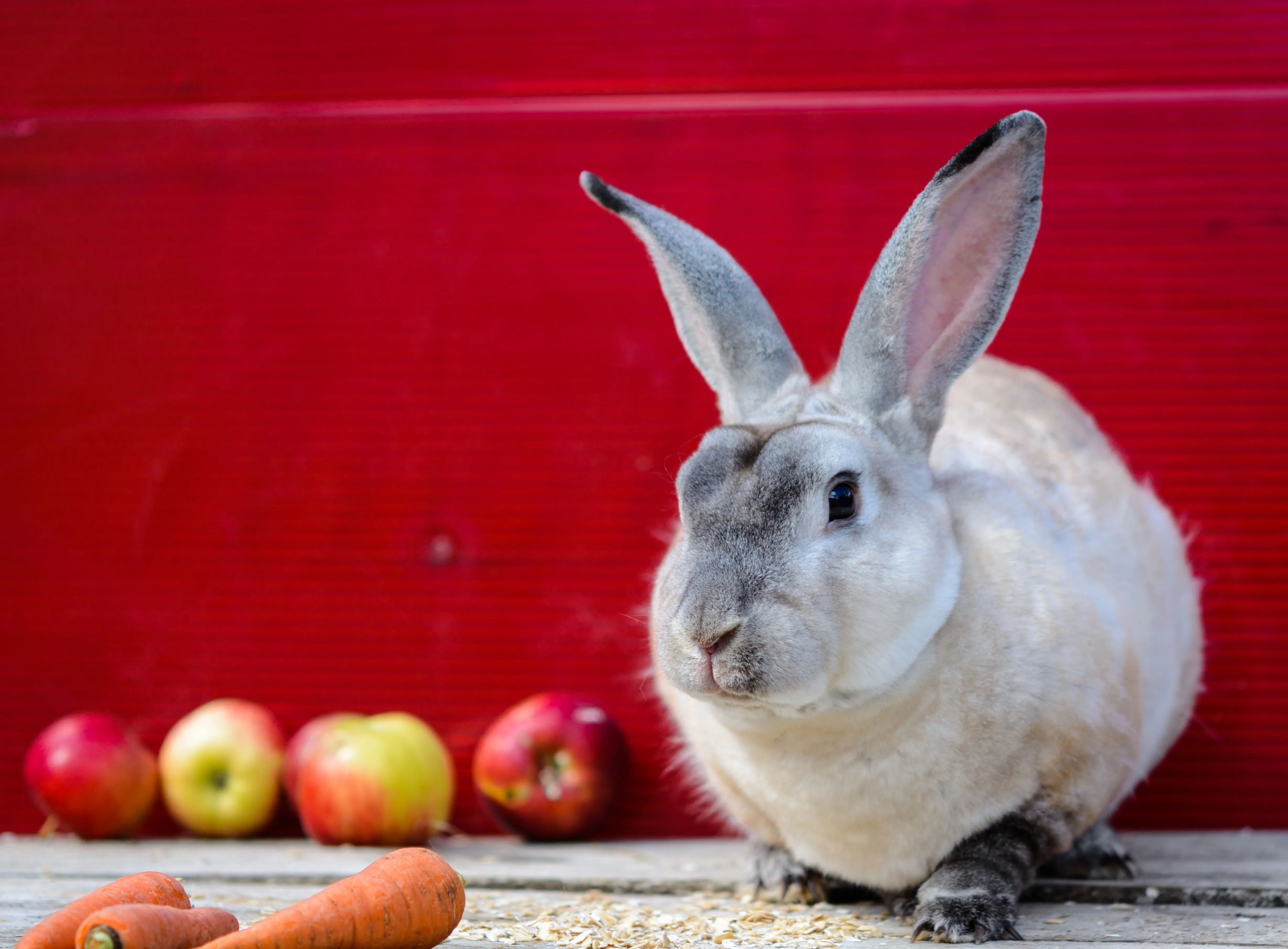 wei&szlig; rex kaninchen