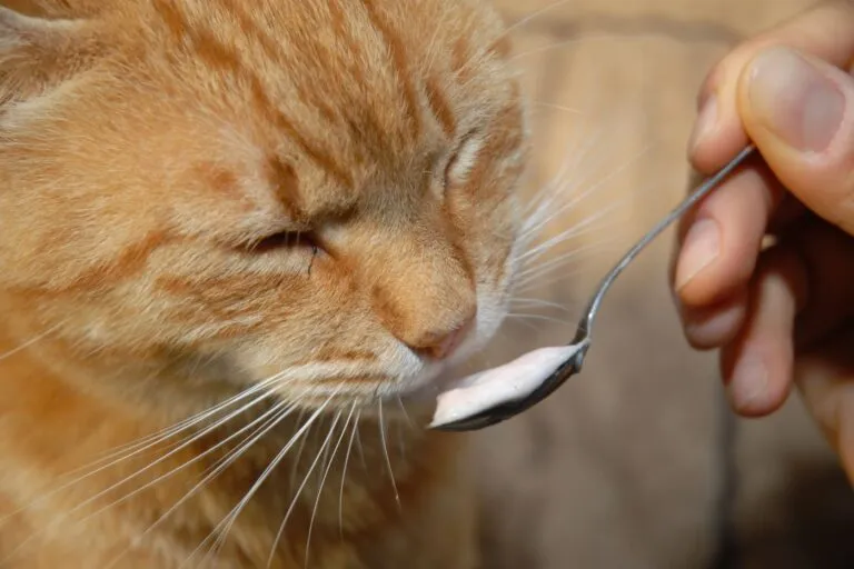 Kokosöl für Katzen