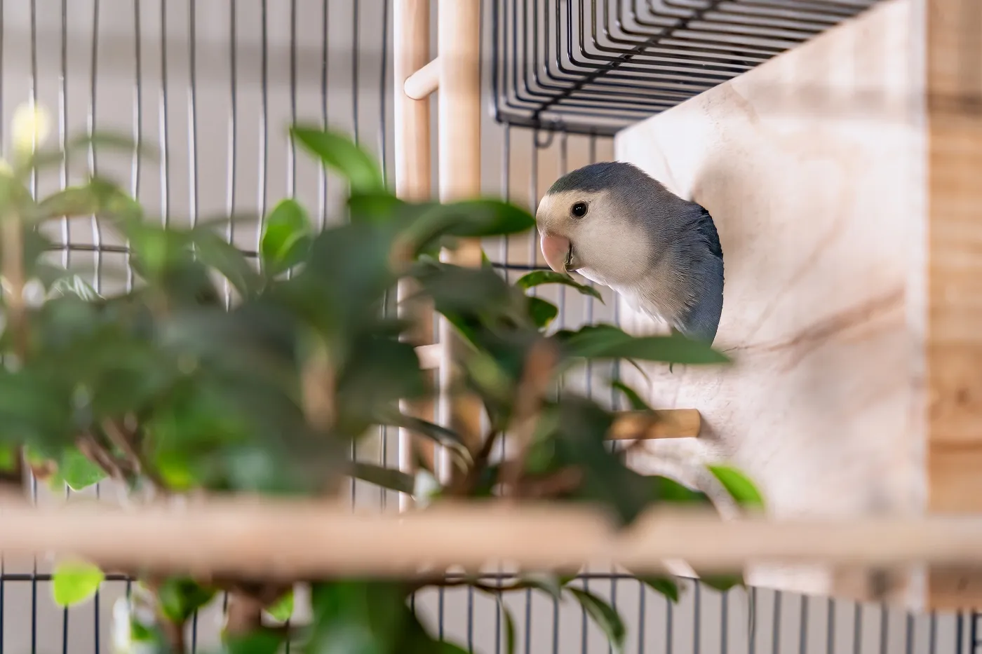 Rosenk&ouml;pfchen Unterschlupf