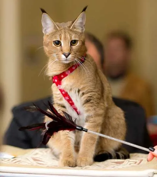 Un caracat indiff&eacute;rent au jouet pour chat