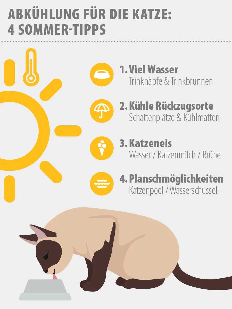 Katzen abk&uuml;hlen Infografik