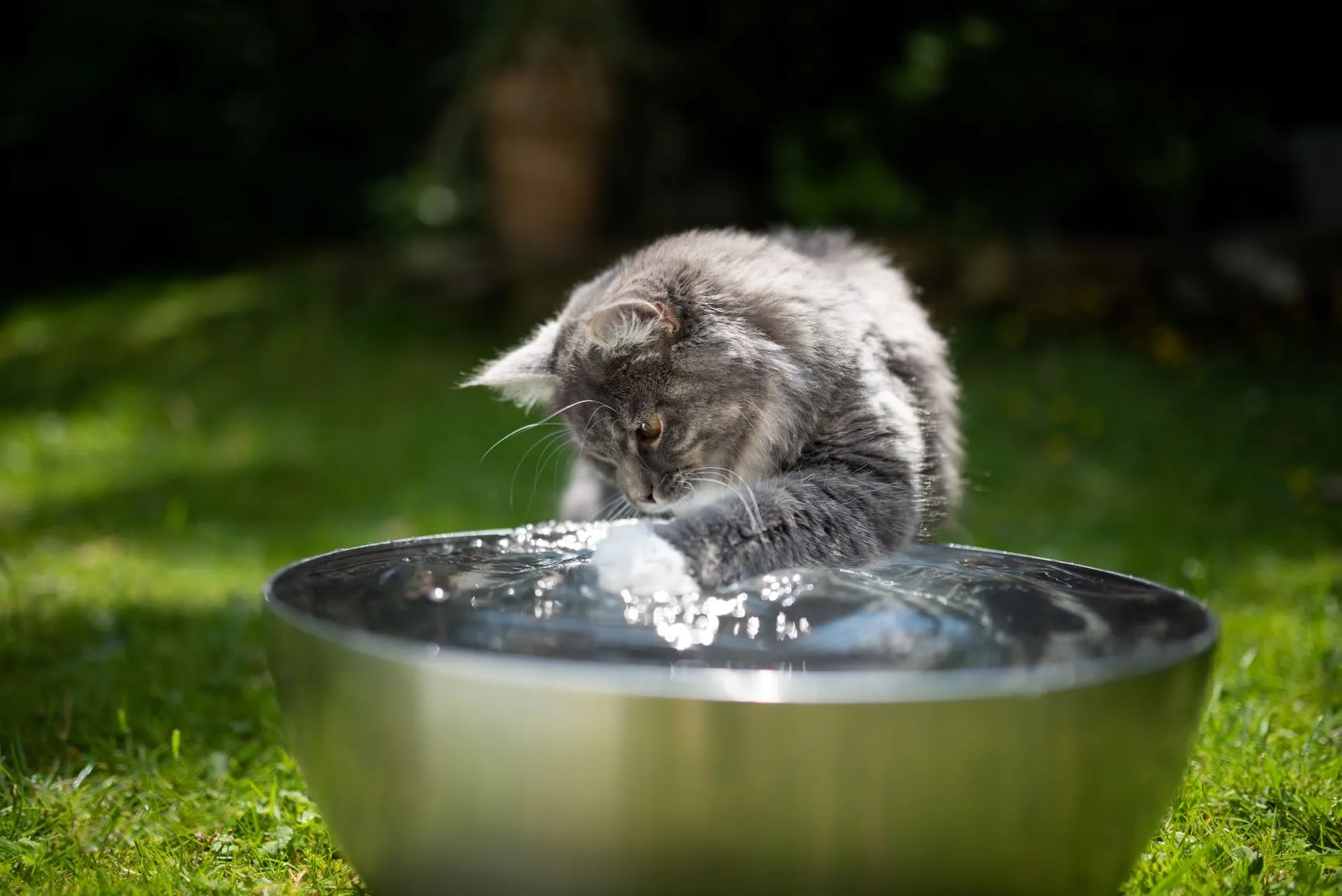 Katze im Sommer mit Wasser abk&uuml;hlen