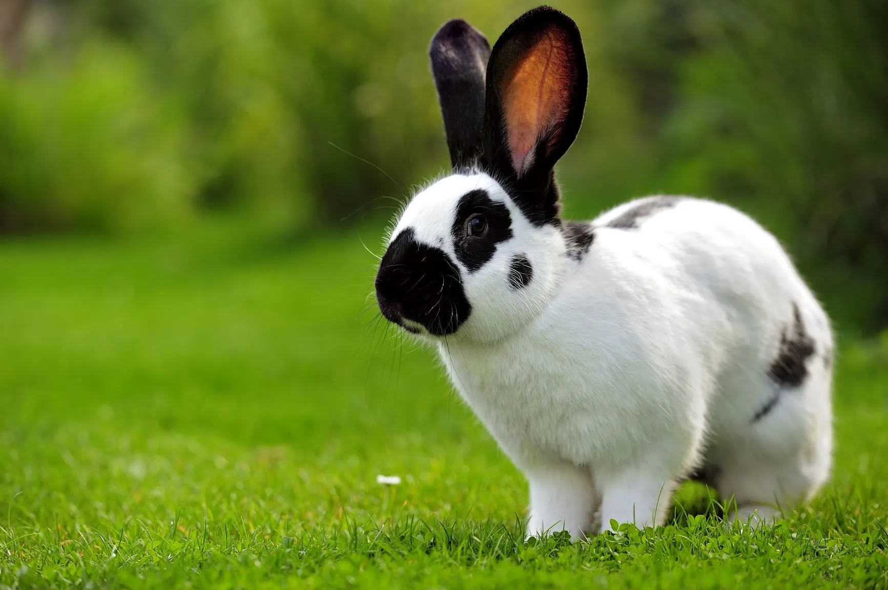 Ein Deutscher Riesenschecke auf einer Wiese