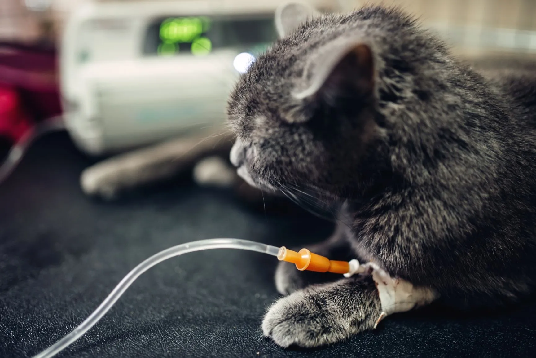 Katze erh&auml;lt Infusion nach Erkrankung an Panleukopenie (FPV)