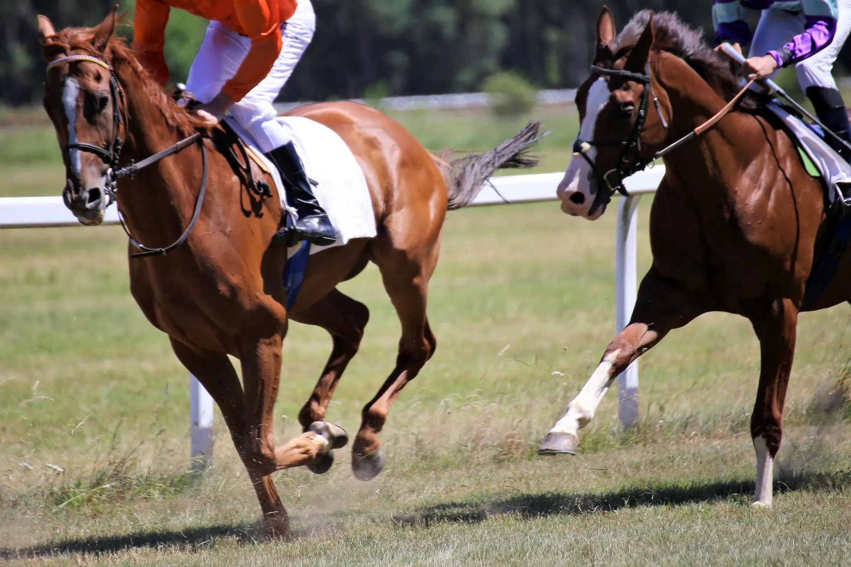 Vollbl&uuml;ter beim Pferderennen