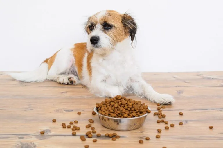 Hund liegt vor vollem Futternapf