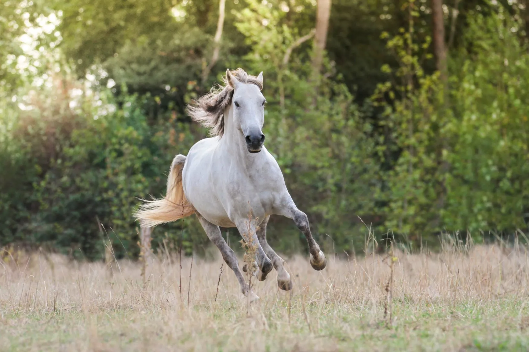 Ein wei&szlig;er Andalusier galoppiert