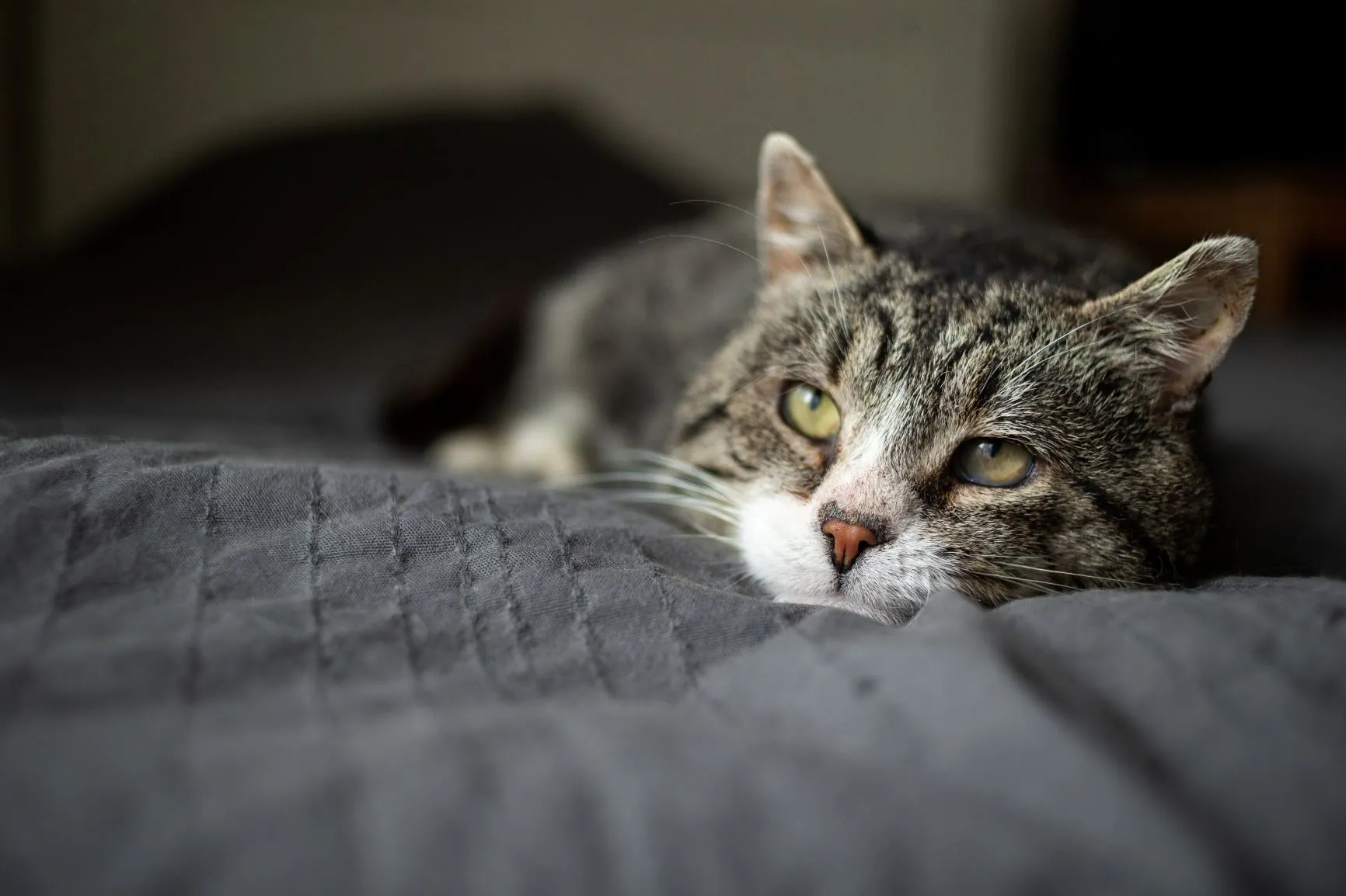 Arthritis sorgt bei Katzen manchmal f&uuml;r Lahmheit.