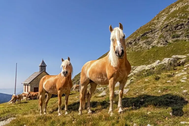 Haflinger Herde Berg