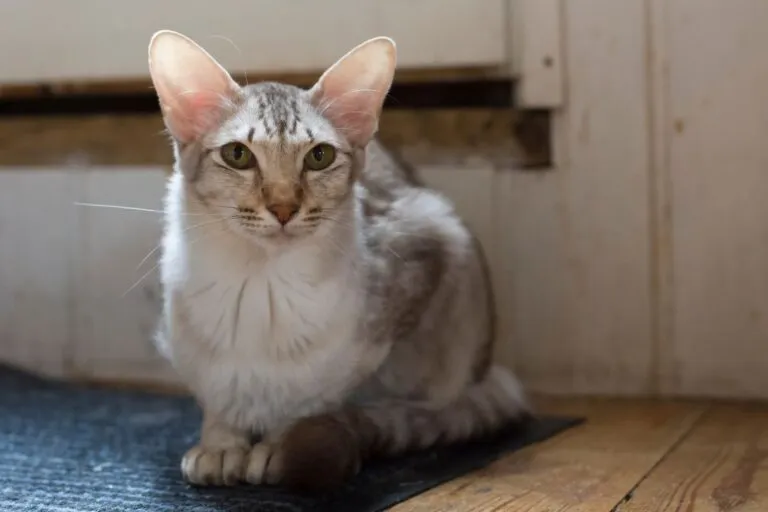 Orientalisch Langhaar Javanese-Katze