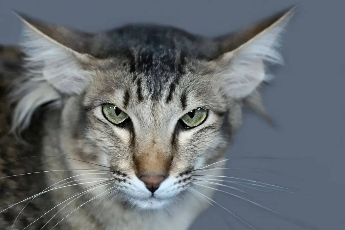 Orientalisch Langhaar Javanese-Katze Portrait