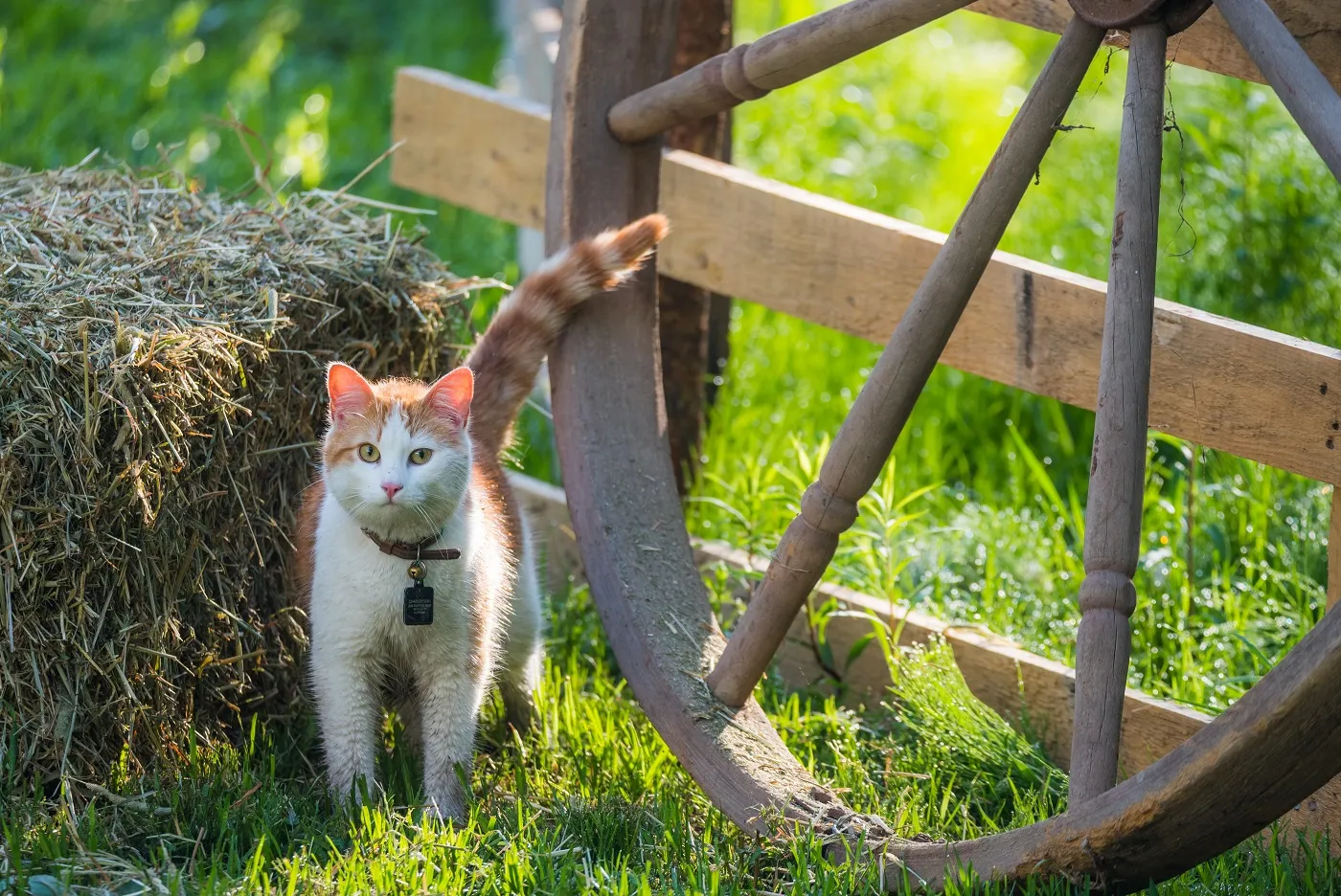 katze neben strohballen hat gl&ouml;cken um hals