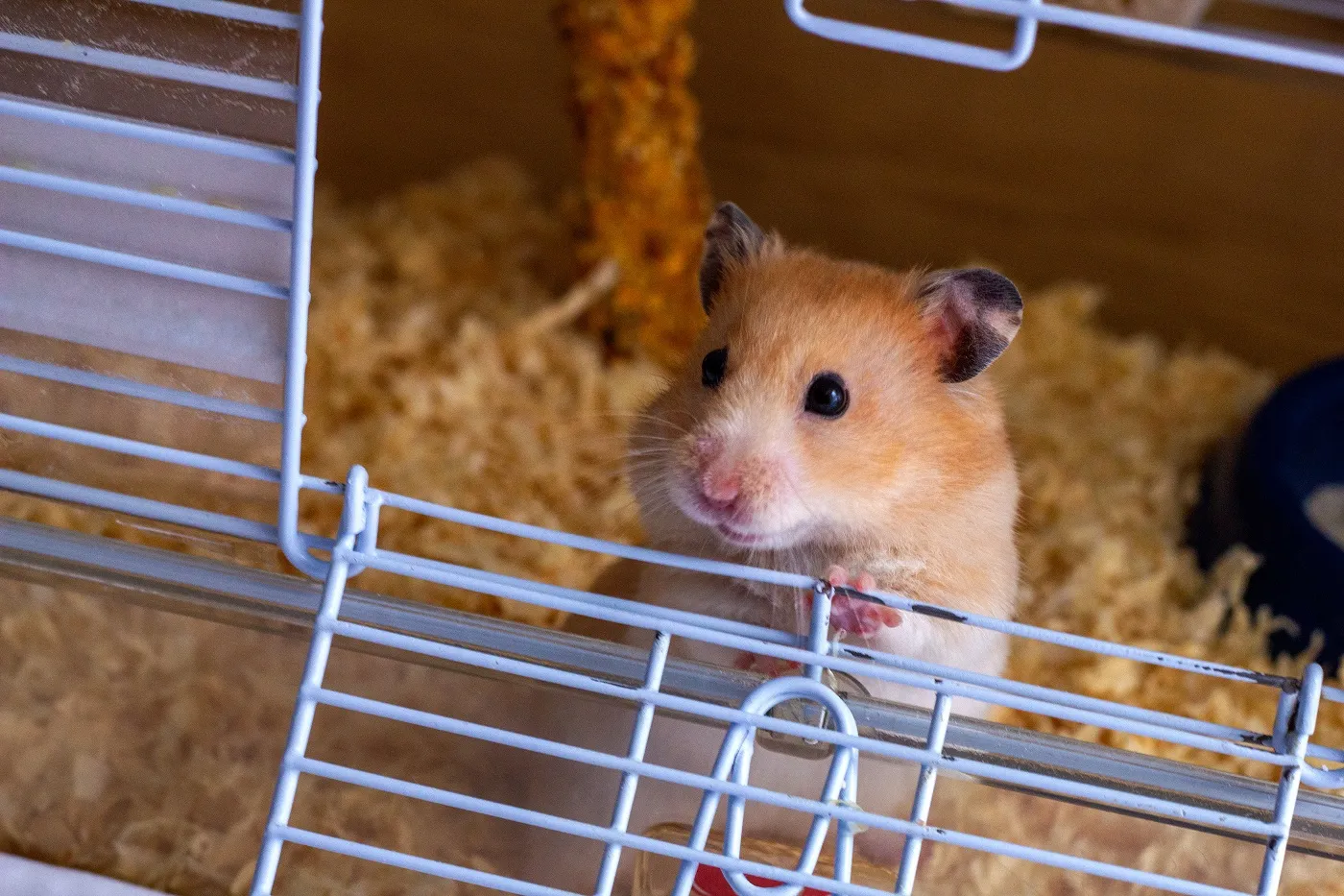 Goldhamster im K&auml;fig