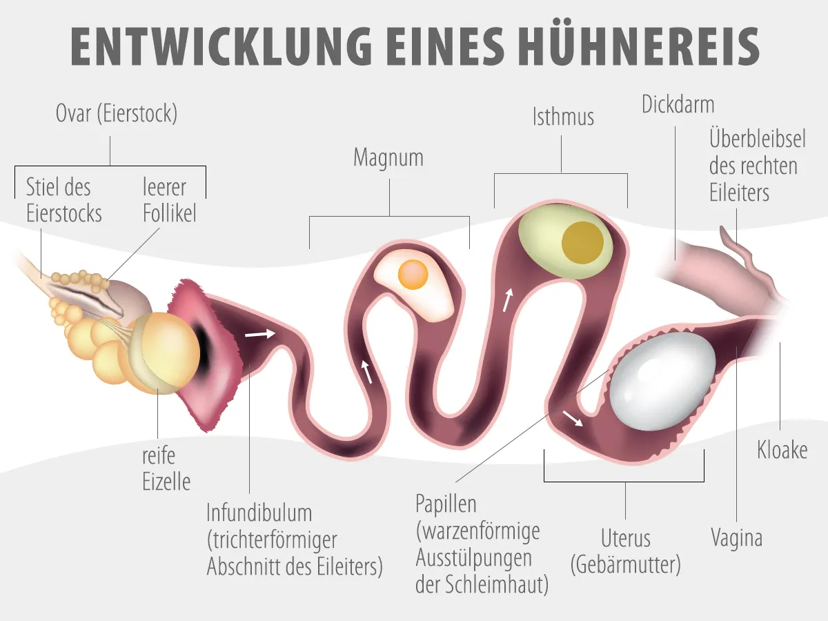 Entwicklung H&uuml;hnerei