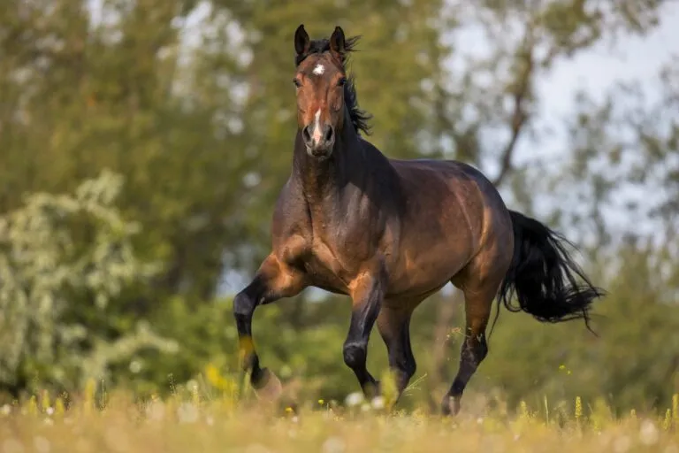 holsteiner pferd trabt auf wiese