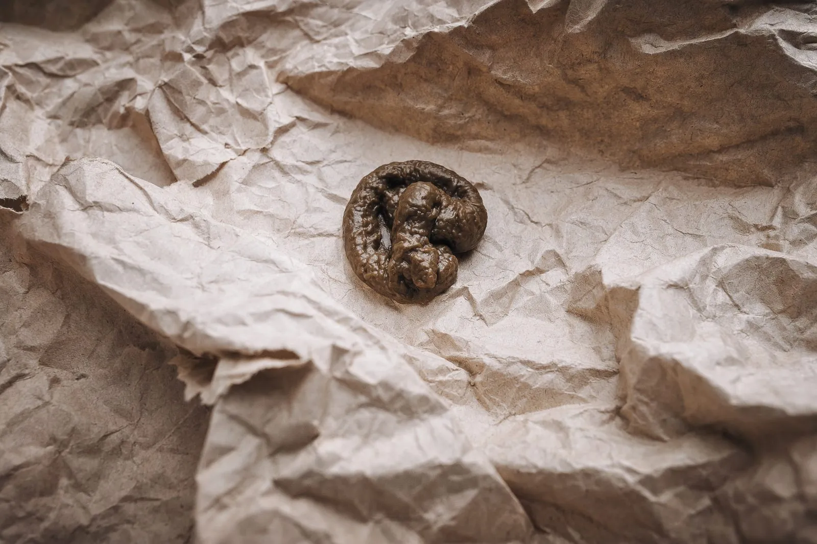 katzenkot nahaufnahme