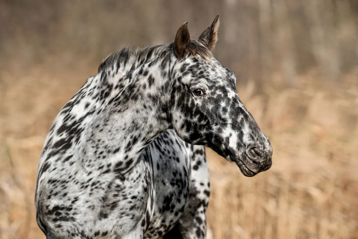 Knabstrupper Aussehen