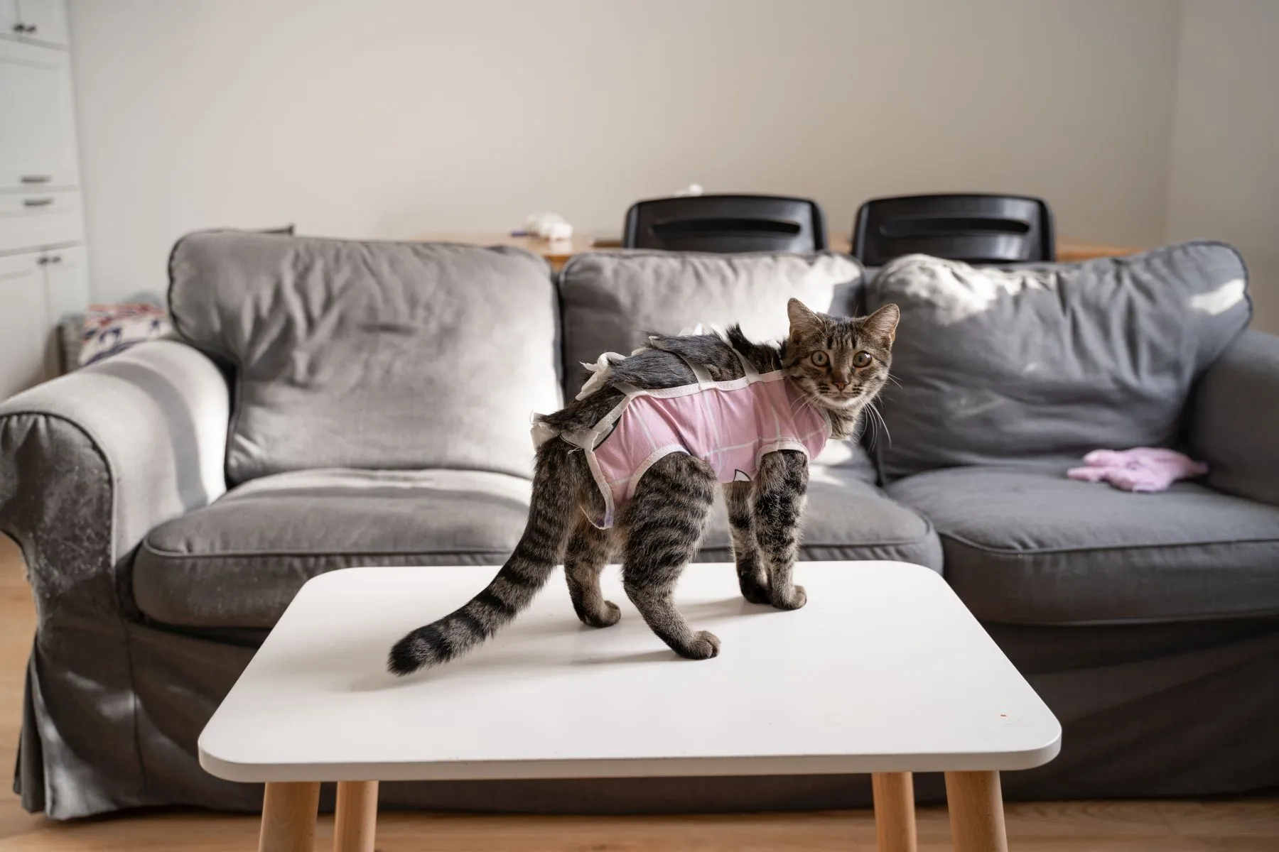 Geb&auml;rmutterentz&uuml;ndung Katze OP Nachsorge