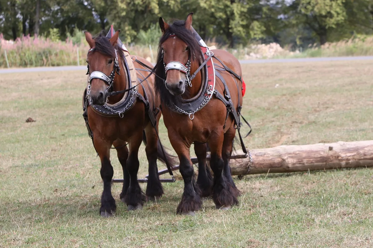 Ardenner beim Holzr&uuml;cken