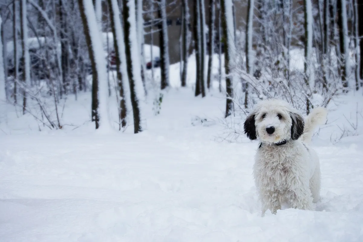 Sheepadoodle im Schnee