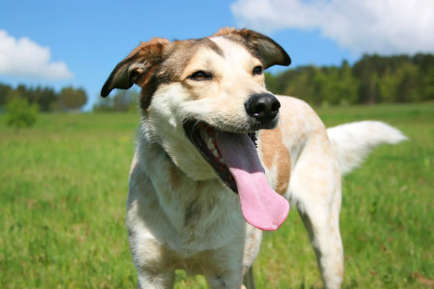 Hund hechelt