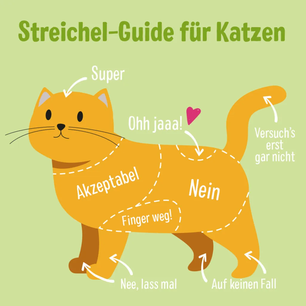 Guide Katzen streicheln