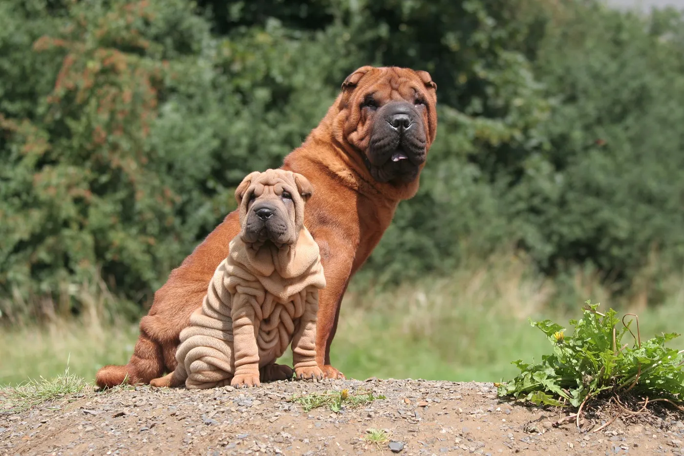 Shar Pei Qualzucht