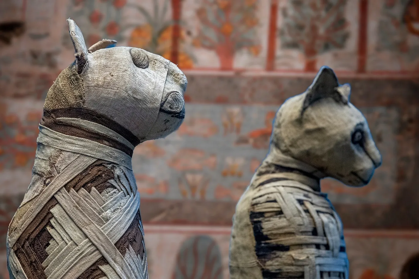 mumifizierte katzen in &auml;gyptischer grabkammer