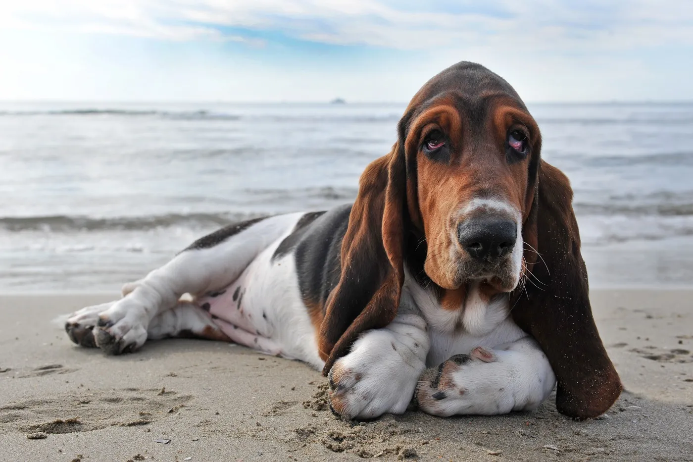 Basset Qualzucht