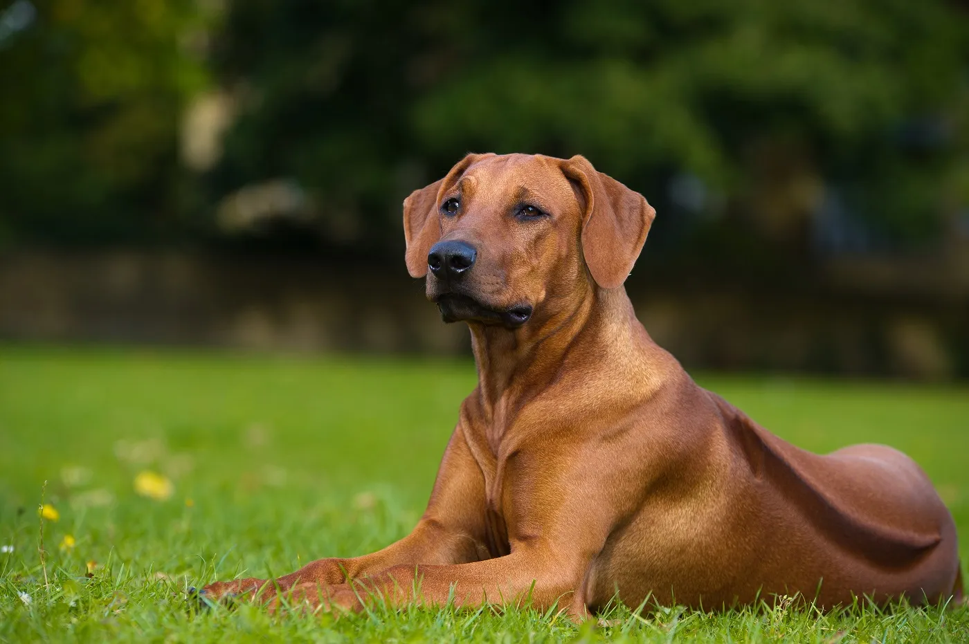 Rhodesian Ridgeback Qualzucht