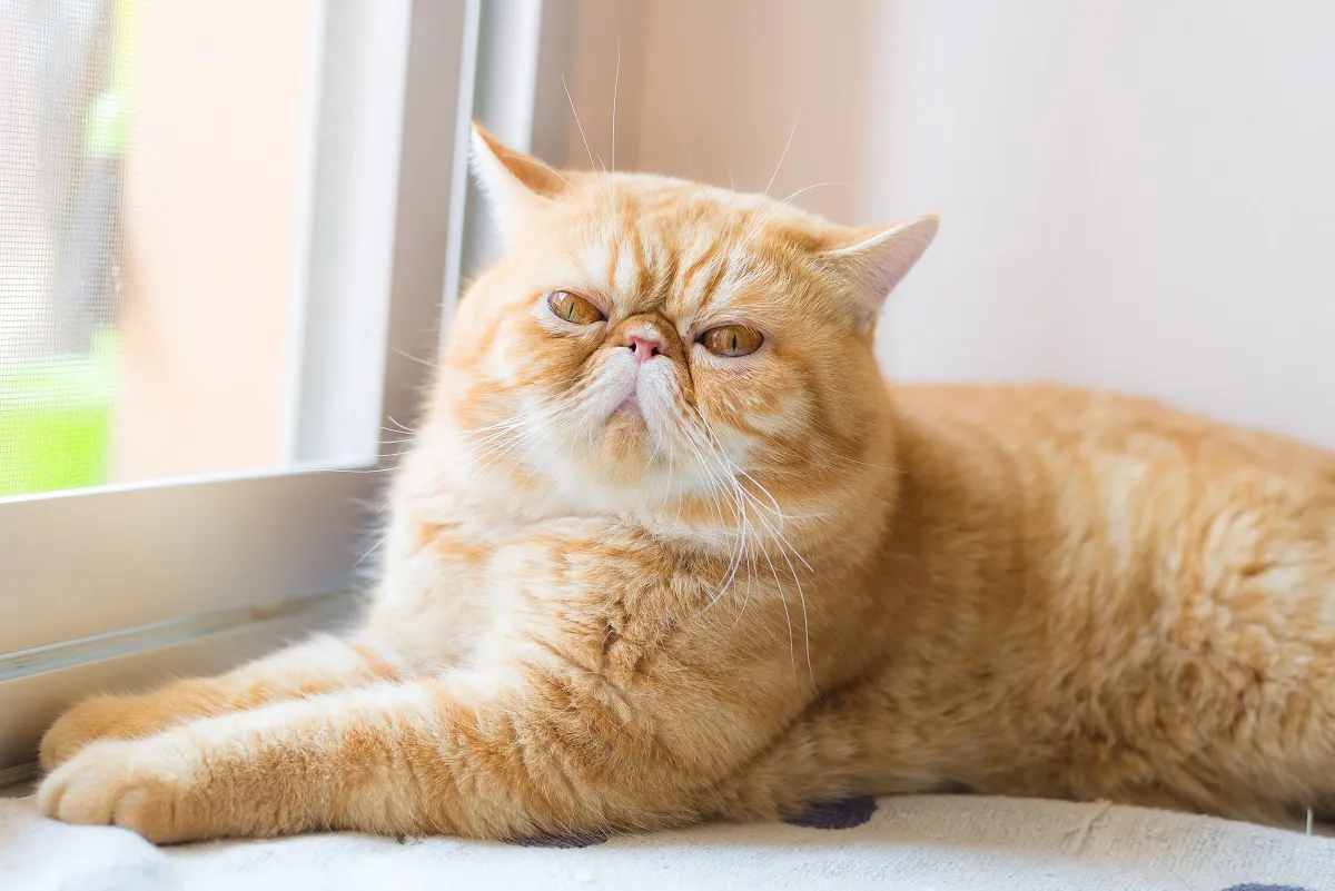 extrem kurzk&ouml;pfige Exotic Shorthair Katze Qualzucht