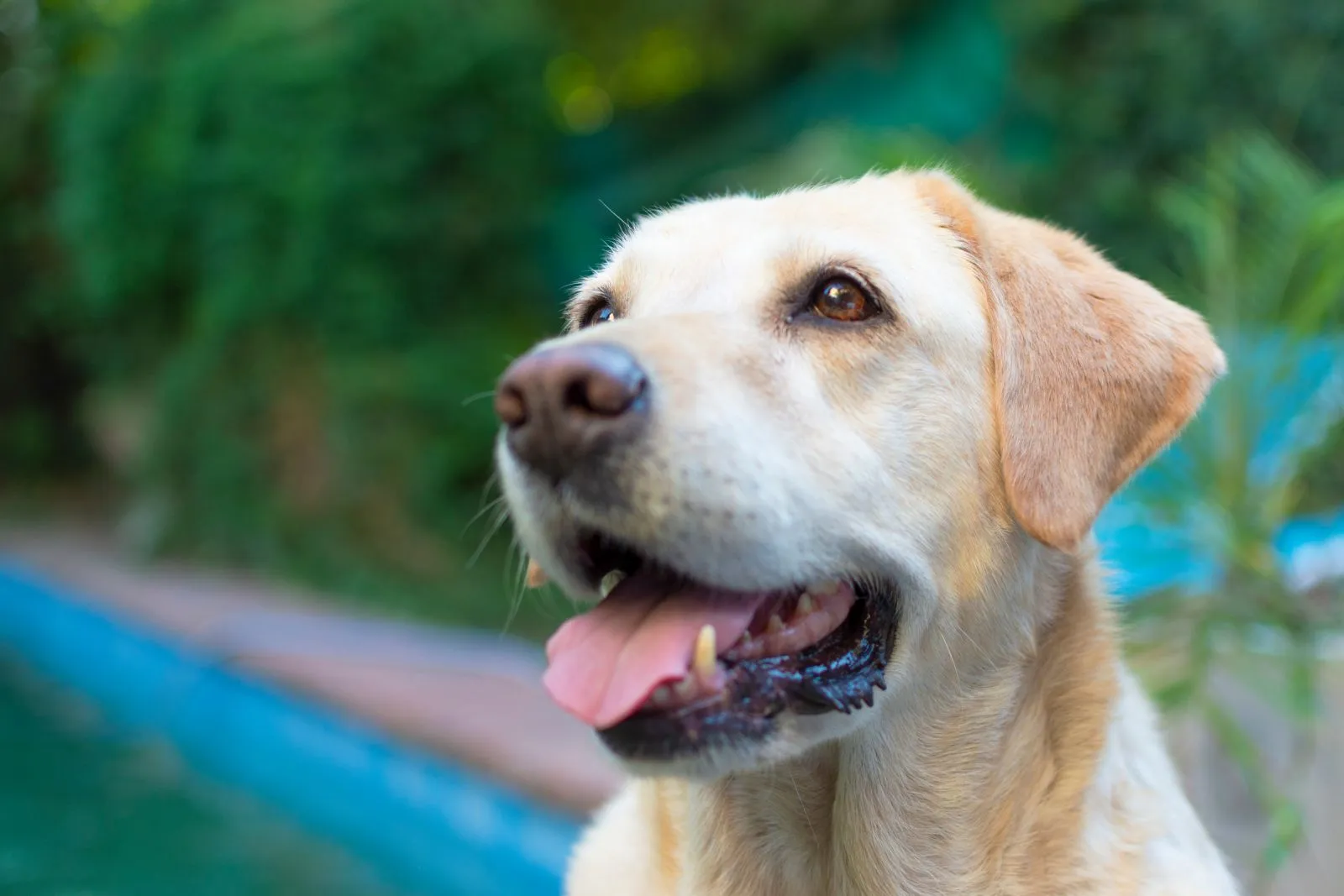 Freundlicher Labrador