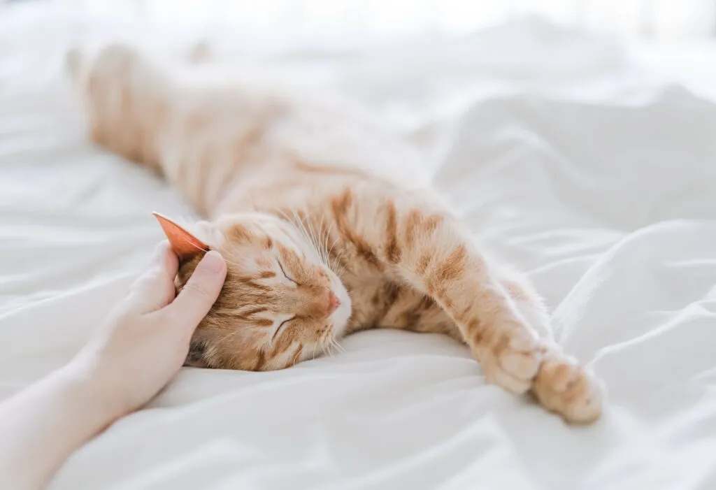 Katzen m&ouml;gen es im Menschenbett zu schlafen